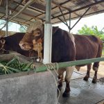 Sapi Presiden Seberat 1,1 Ton untuk Masyarakat Kota Tegal