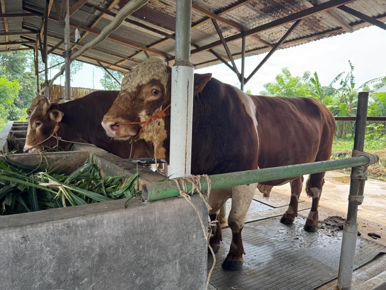 Sapi Presiden Seberat 1,1 Ton untuk Masyarakat Kota Tegal